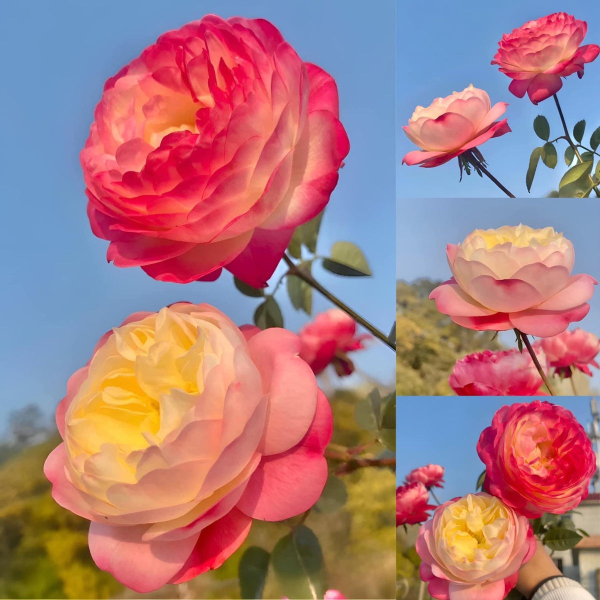 Tatami Room Rose Seeds - Fragrant Garden Rose, 30+ seeds