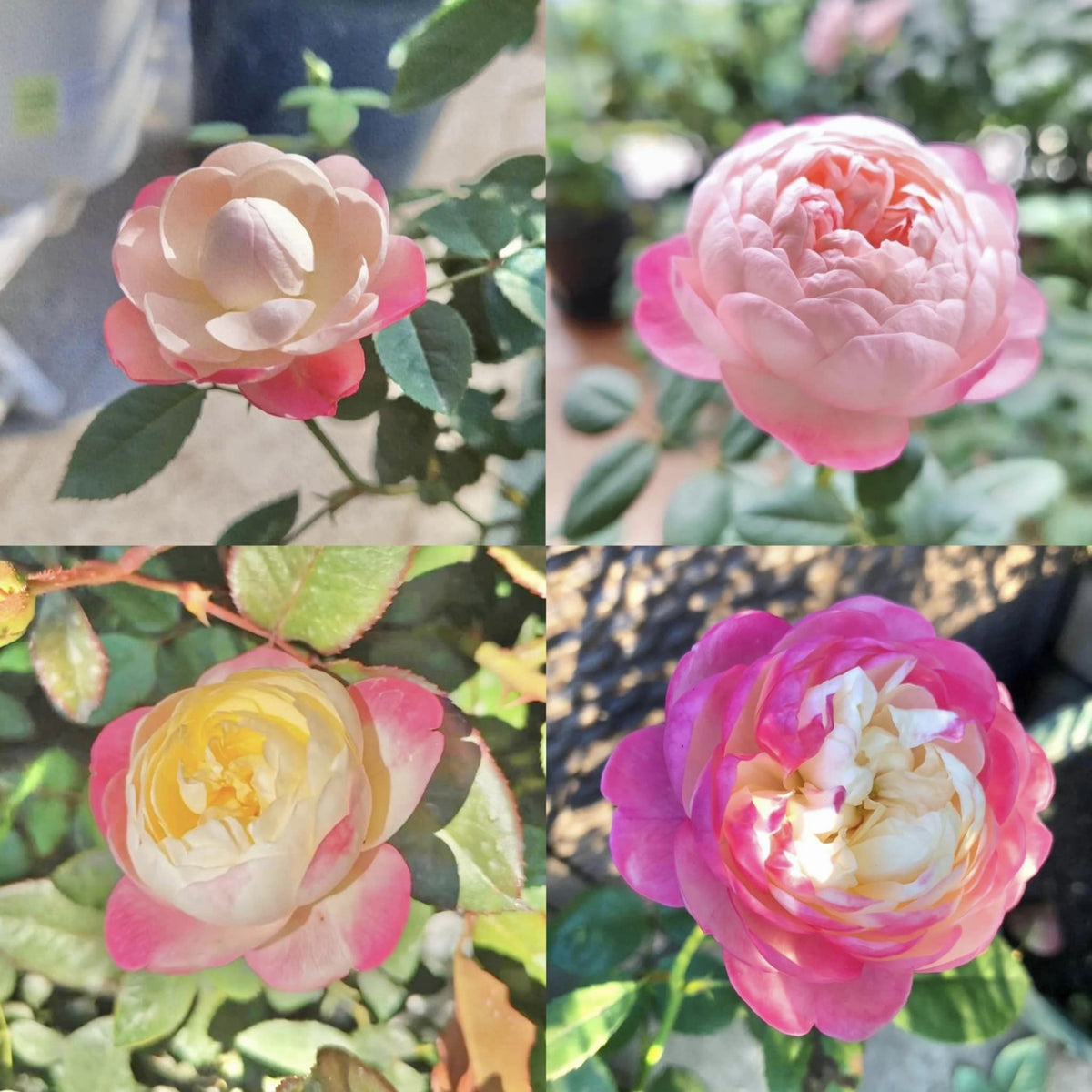 Tatami Room Rose Seeds - Fragrant Garden Rose, 30+ seeds
