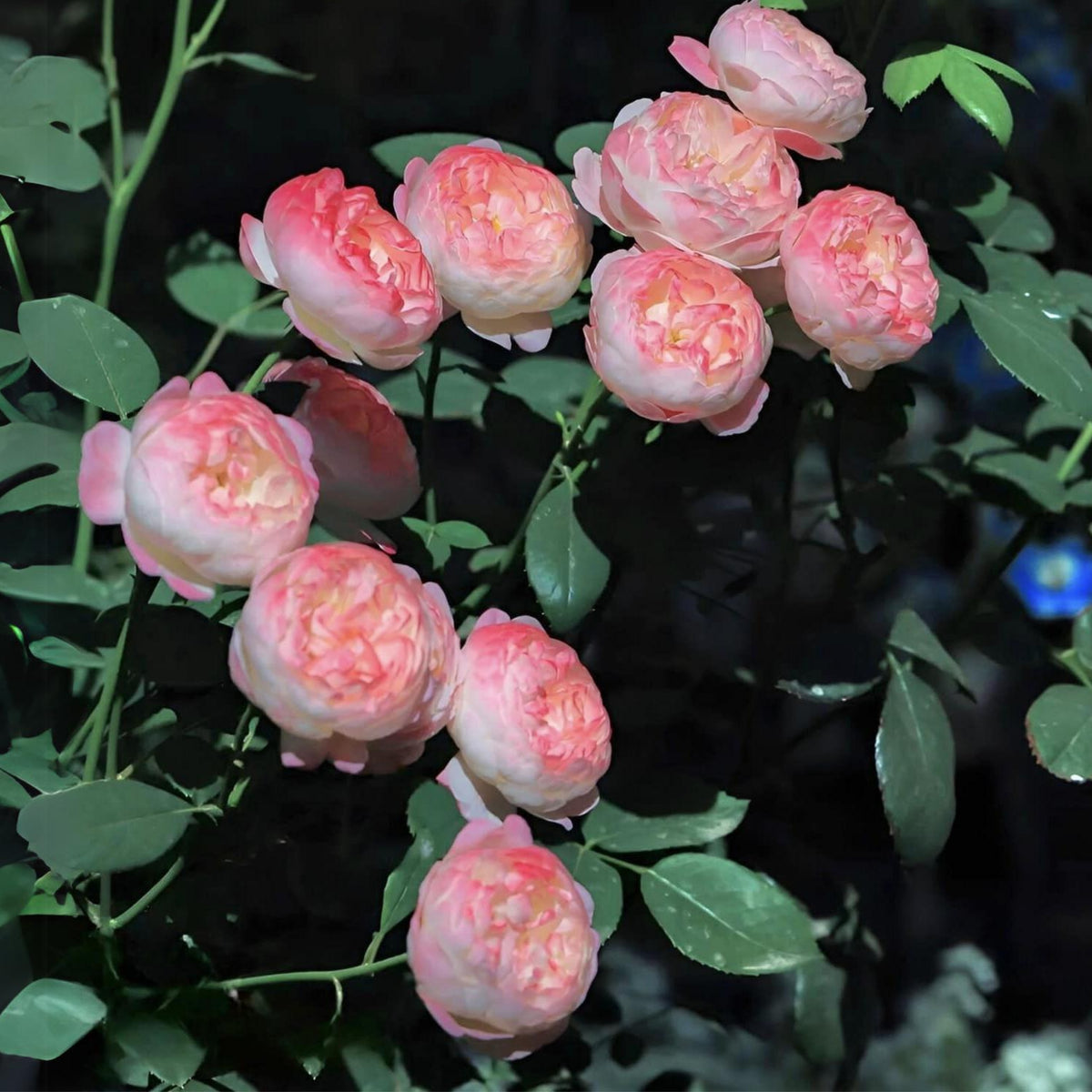 Tatami Room Rose Seeds - Fragrant Garden Rose, 30+ seeds