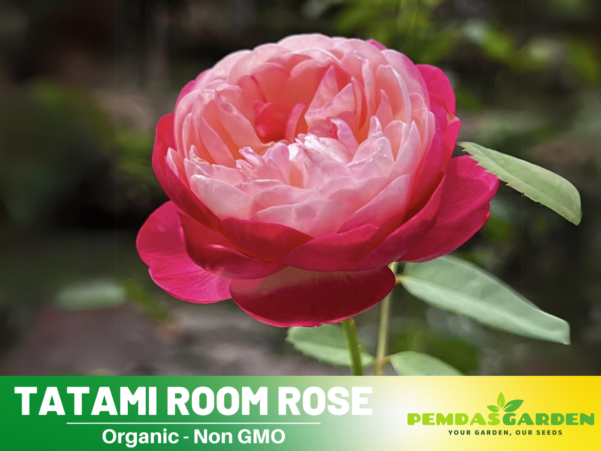 30+ Seeds| Tatami Room Rose Seeds #1162