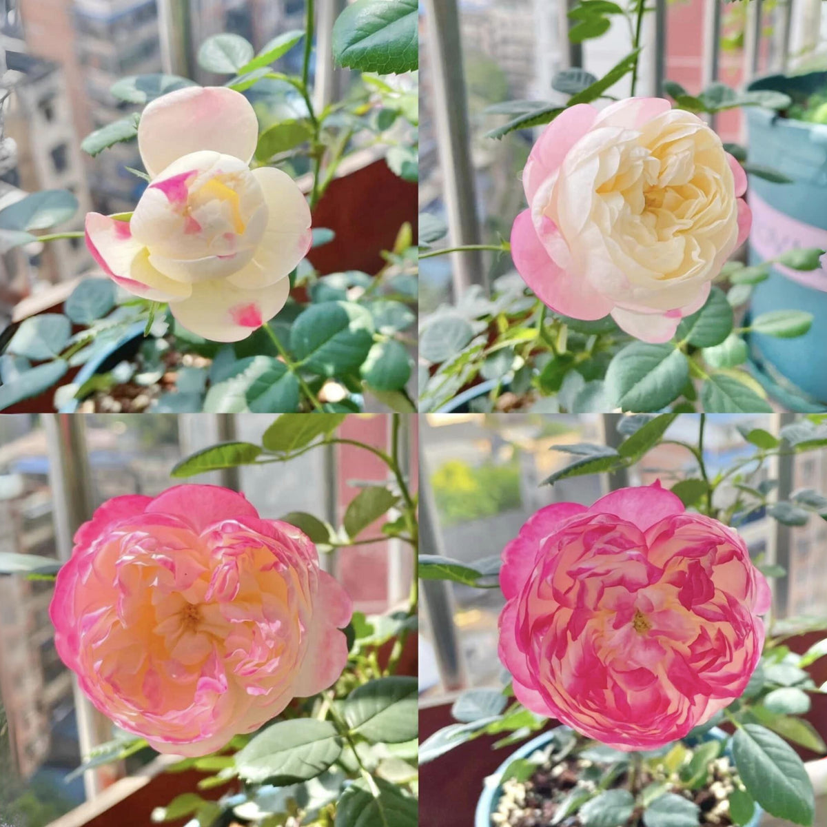 Tatami Room Rose Seeds - Fragrant Garden Rose, 30+ seeds