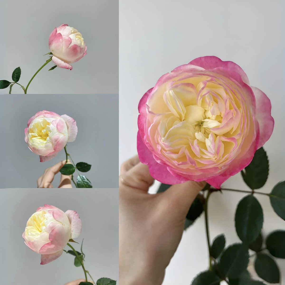 Tatami Room Rose Seeds - Fragrant Garden Rose, 30+ seeds