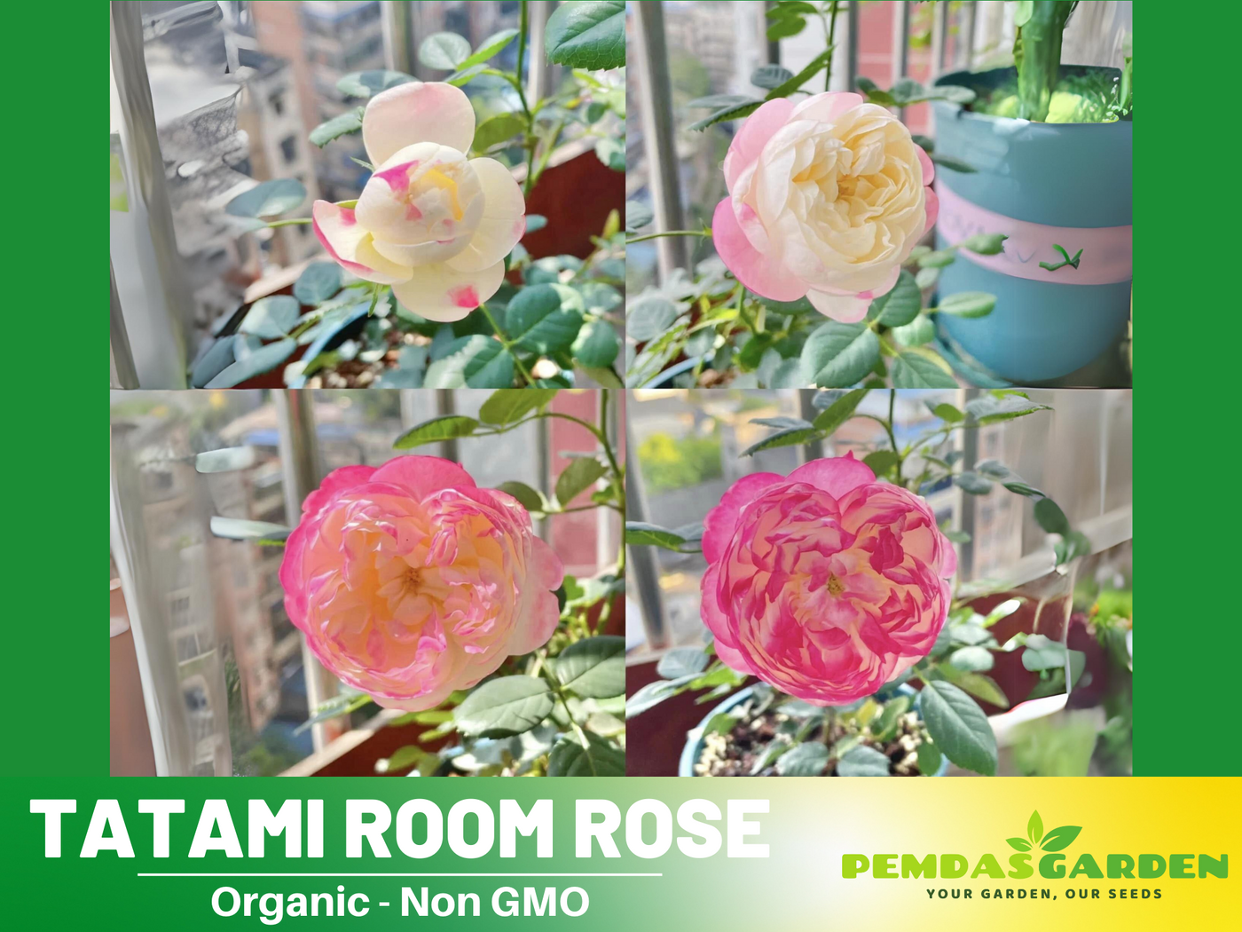 table rose seeds online 30+ Seeds| Tatami Room Rose Seeds #1162 – PEMDASGARDEN