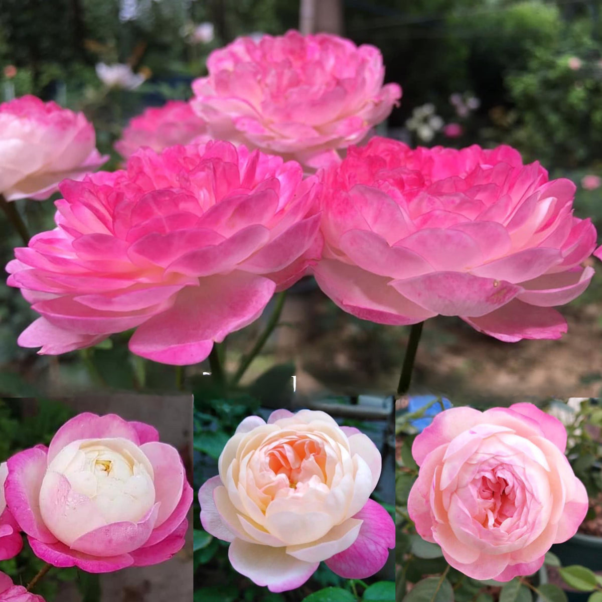 Tatami Room Rose Seeds - Fragrant Garden Rose, 30+ seeds
