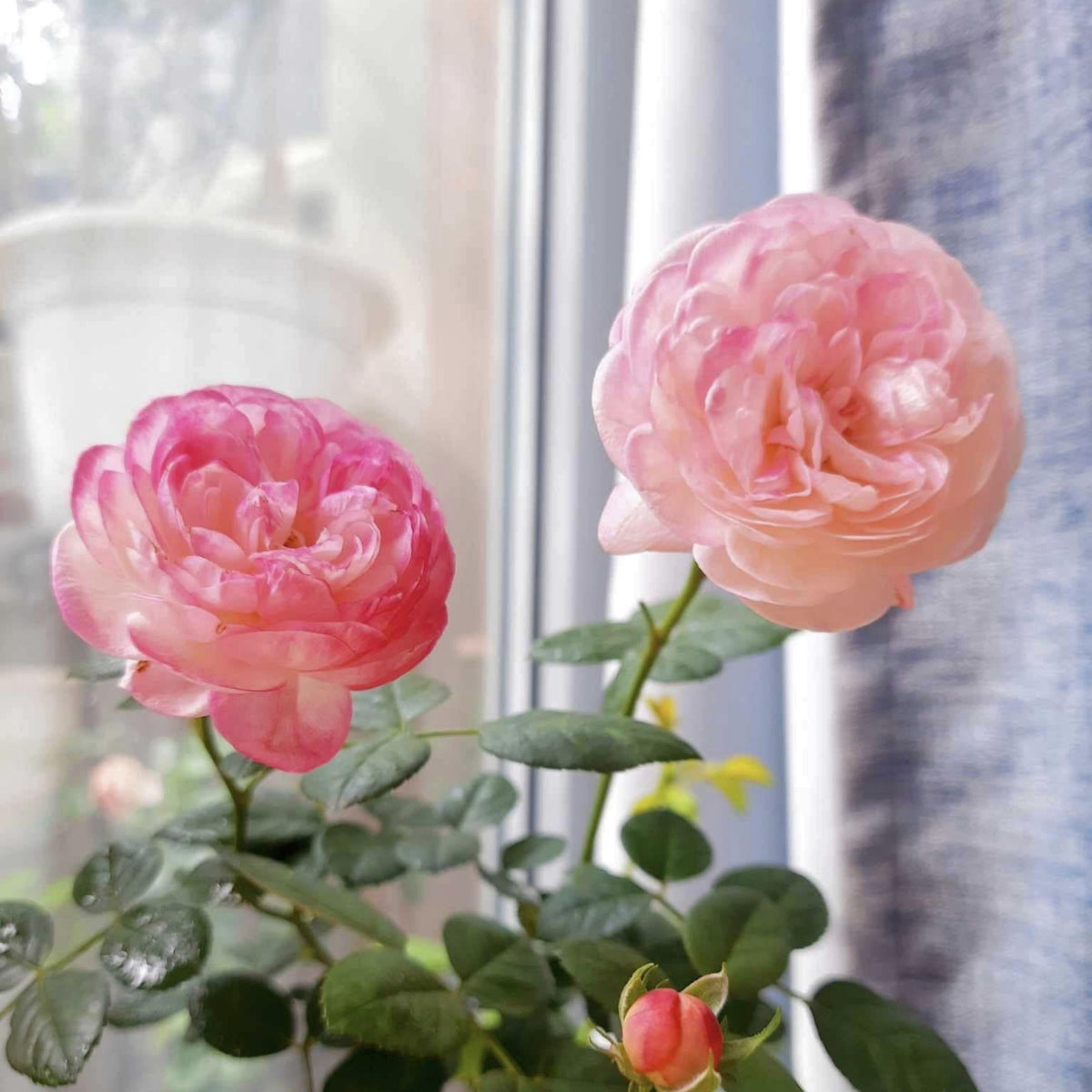Tatami Room Rose Seeds - Fragrant Garden Rose, 30+ seeds
