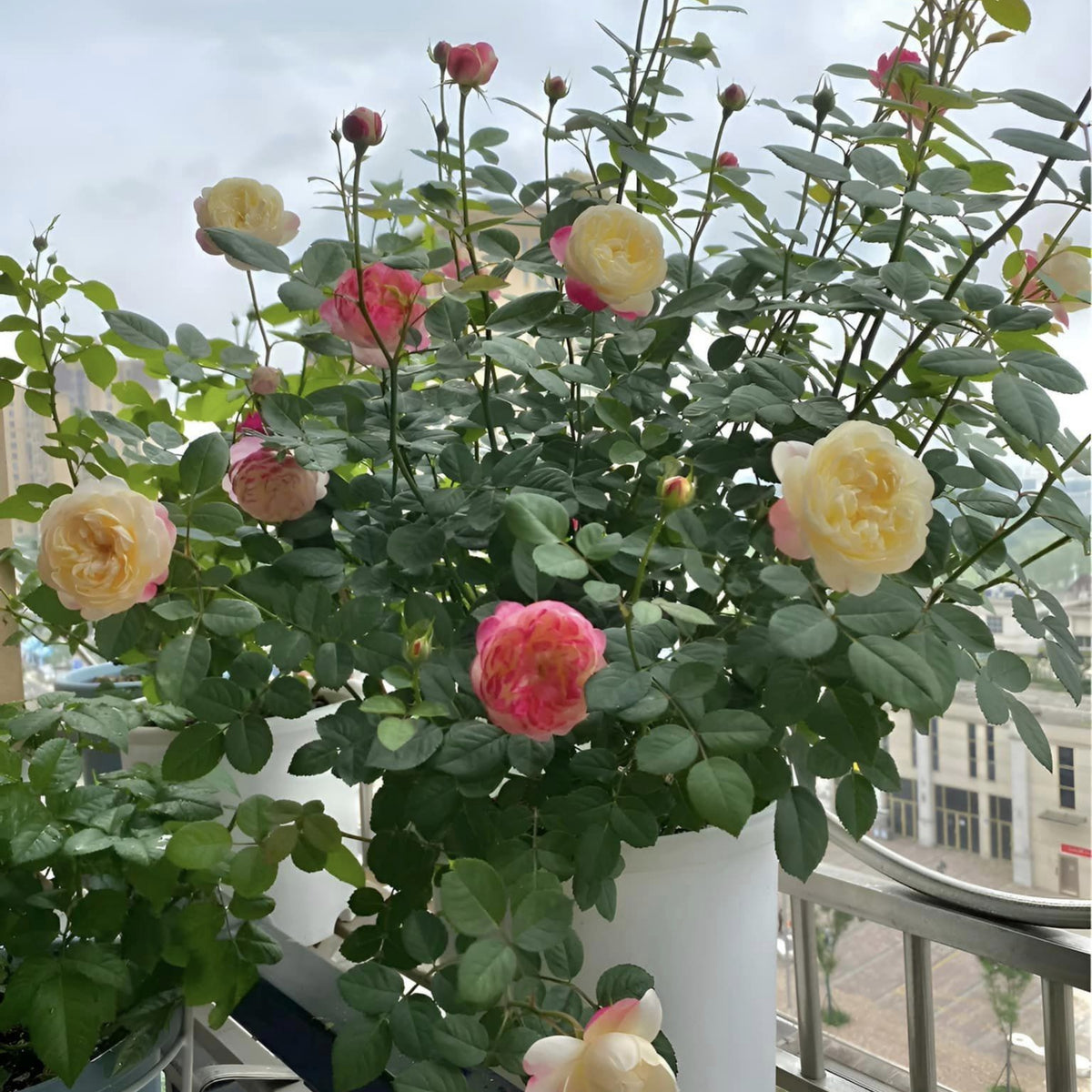 Tatami Room Rose Seeds - Fragrant Garden Rose, 30+ seeds