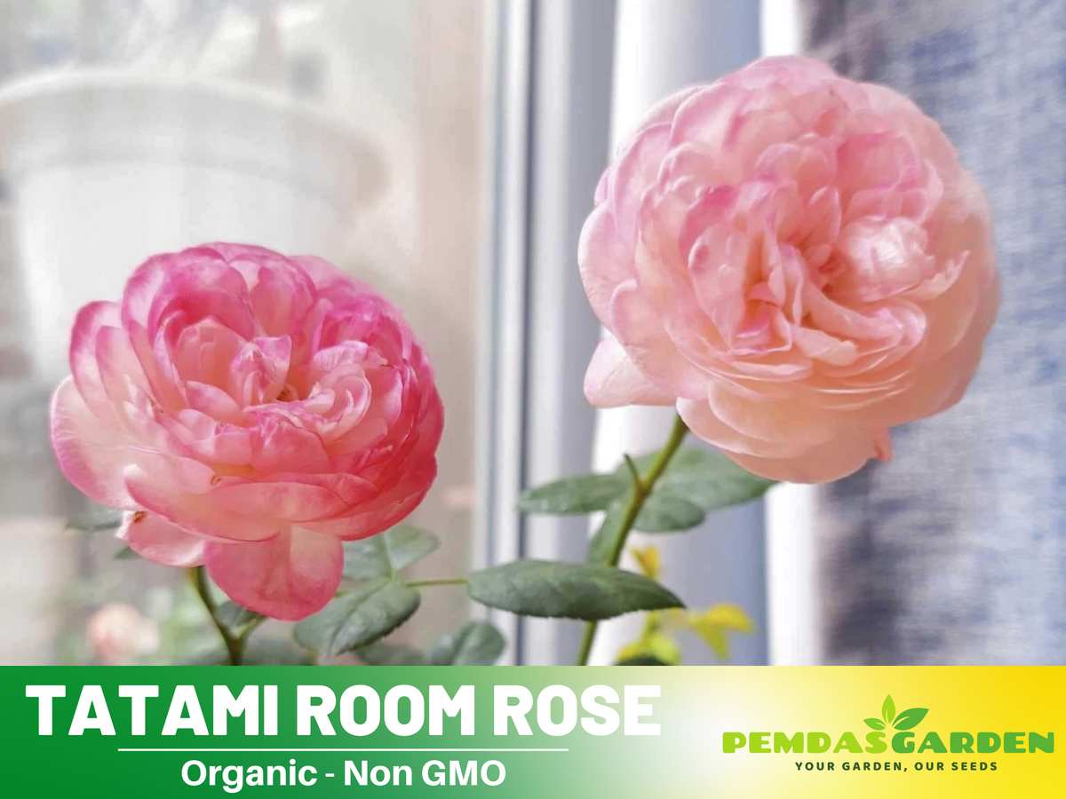 30+ Seeds| Tatami Room Rose Seeds #1162