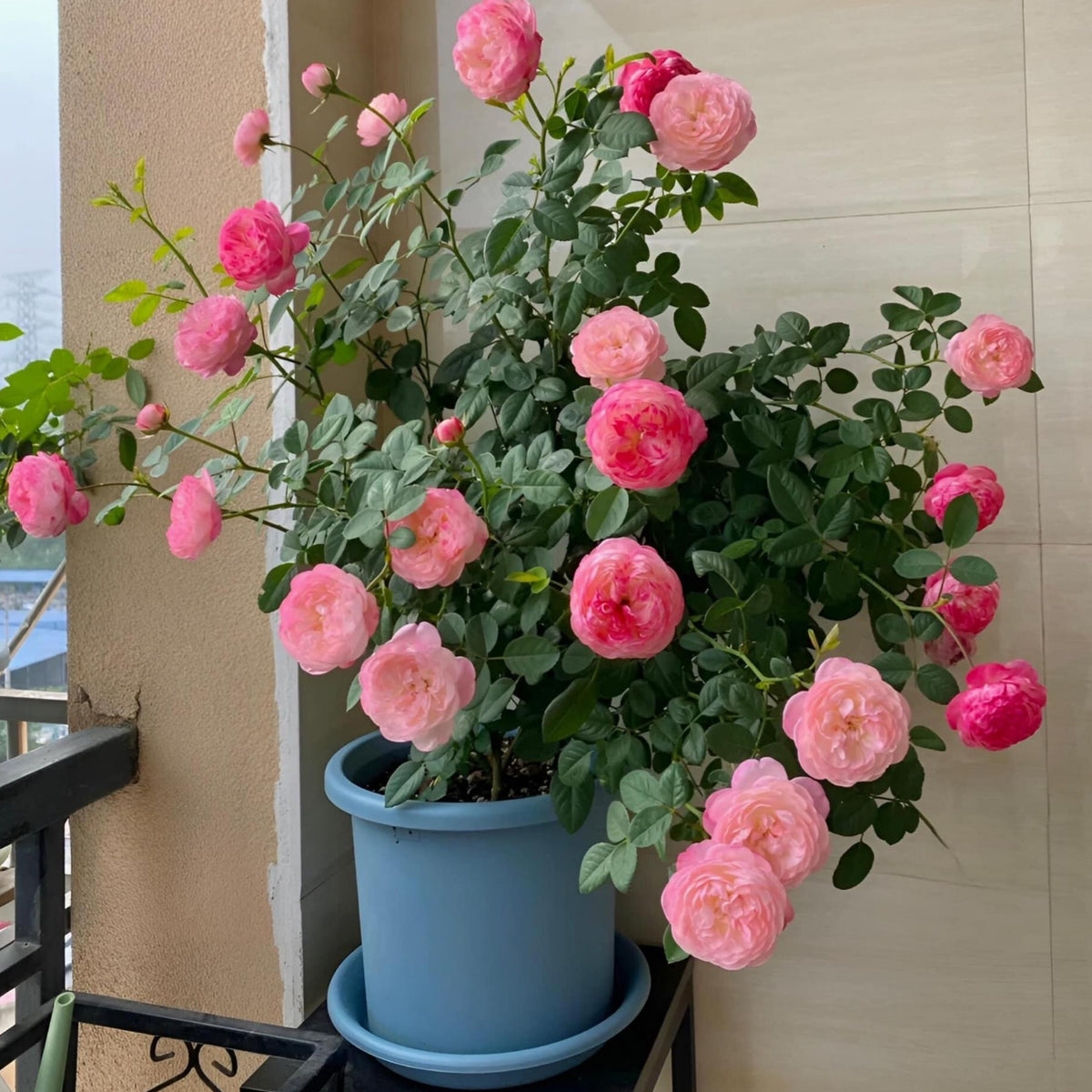 Tatami Room Rose Seeds - Fragrant Garden Rose, 30+ seeds