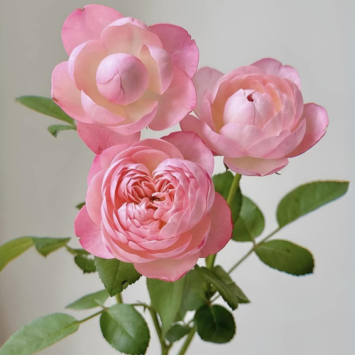 Tatami Room Rose Seeds - Fragrant Garden Rose, 30+ seeds