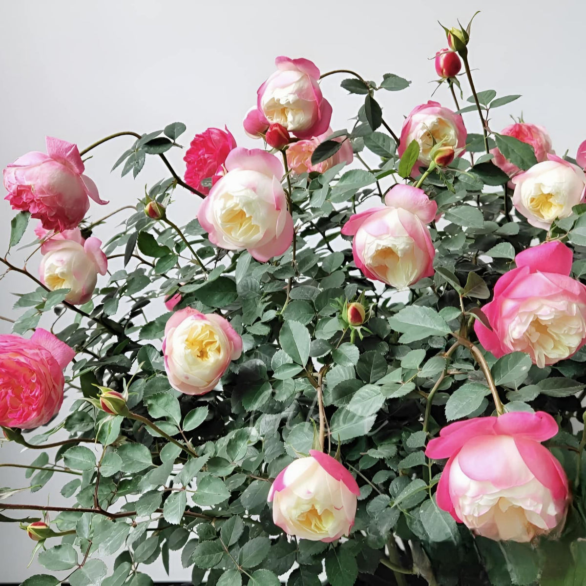 Tatami Room Rose Seeds - Fragrant Garden Rose, 30+ seeds