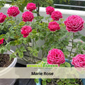 30+ Seeds| Marie Rose Seeds - Heirloom Flower - Elegant Garden Rose - Long Blooming - Colorful Ornamental Flowers - Cottage Garden -  1163