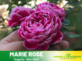 30+ Seeds| Marie Rose Seeds -  1163