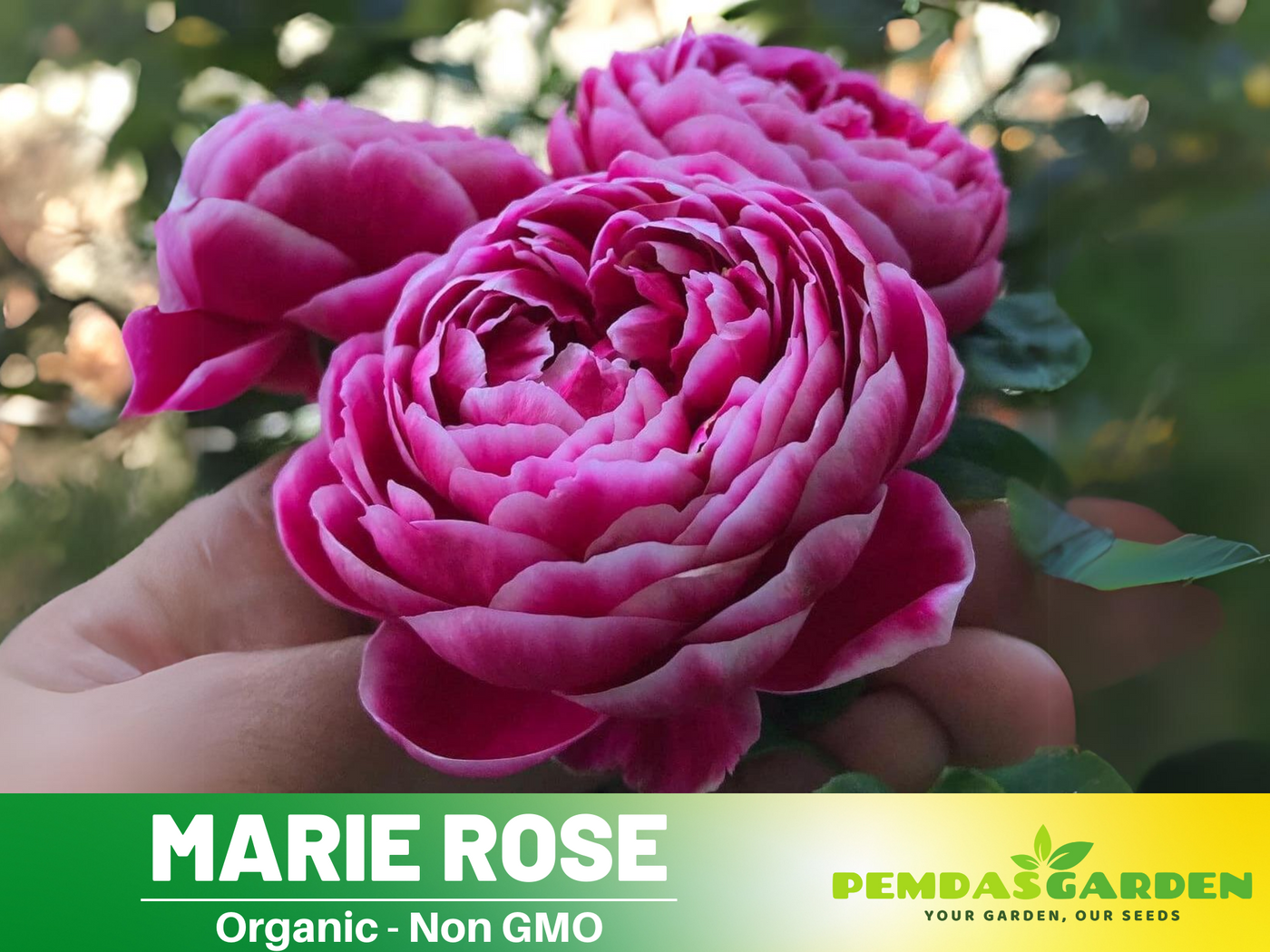 organic rose seeds 30+ Seeds| Marie Rose Seeds