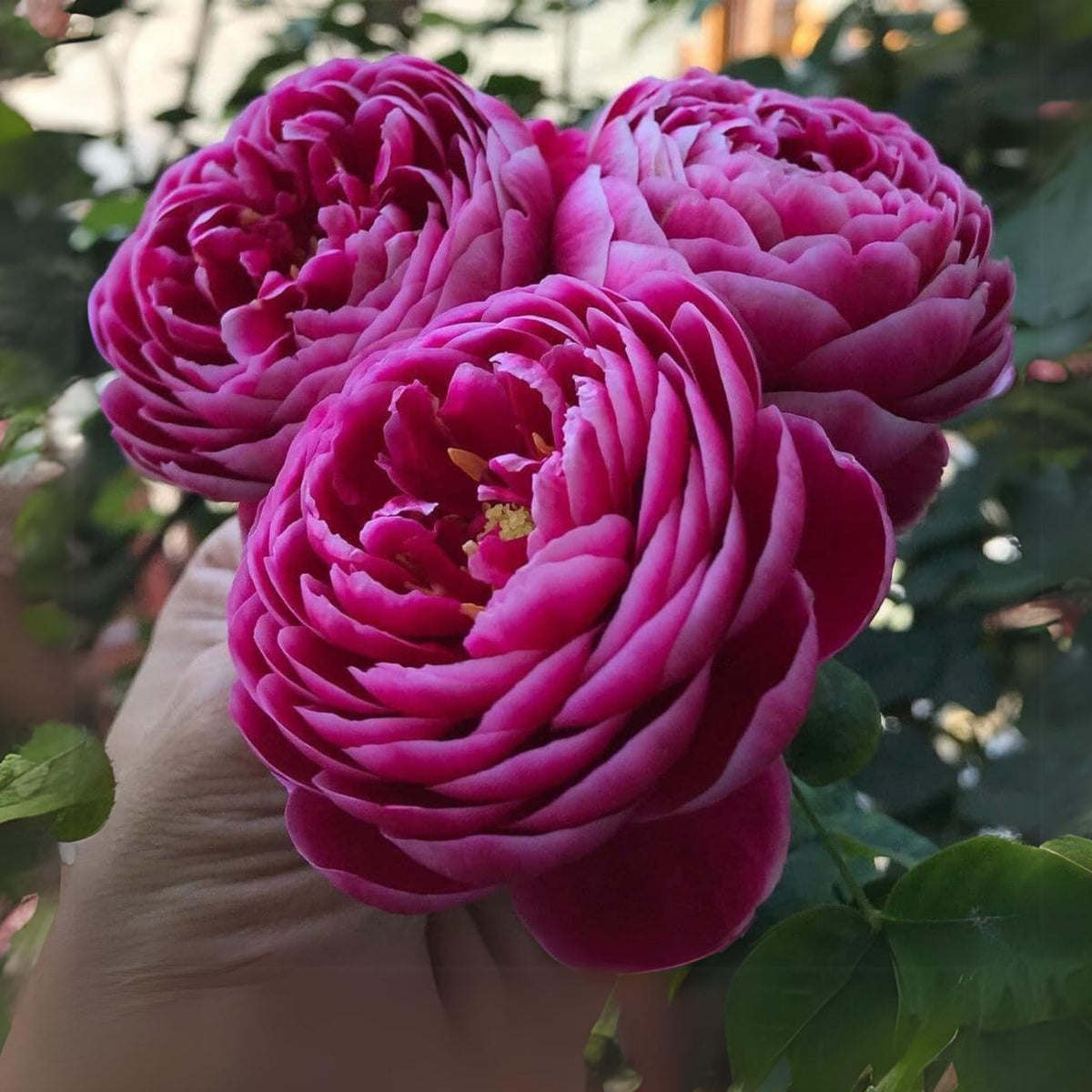 Marie Rose Seeds - Elegant Garden Rose, Long Blooming, 30+ seeds