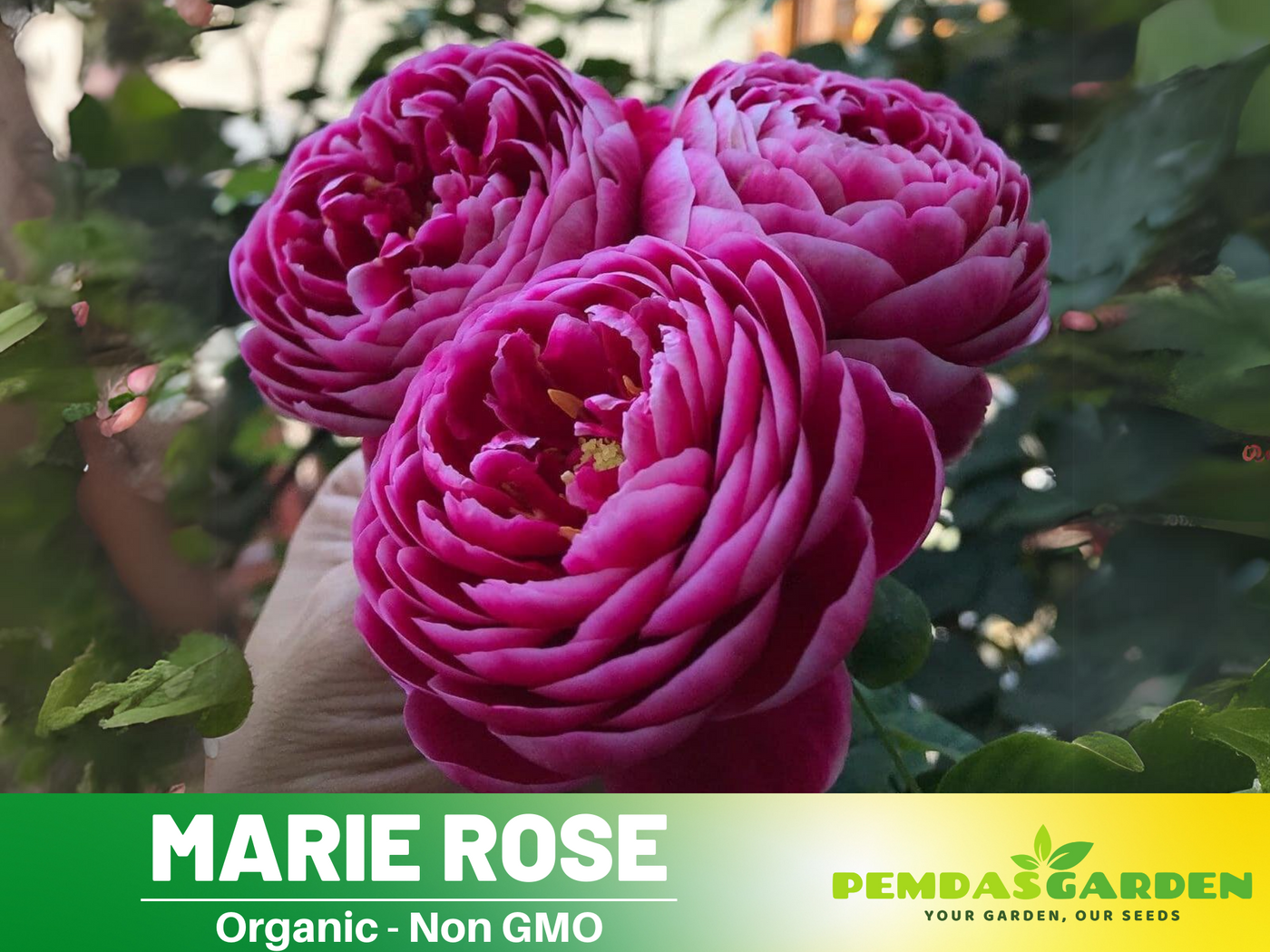 rose plant seeds online 30+ Seeds| Marie Rose Seeds