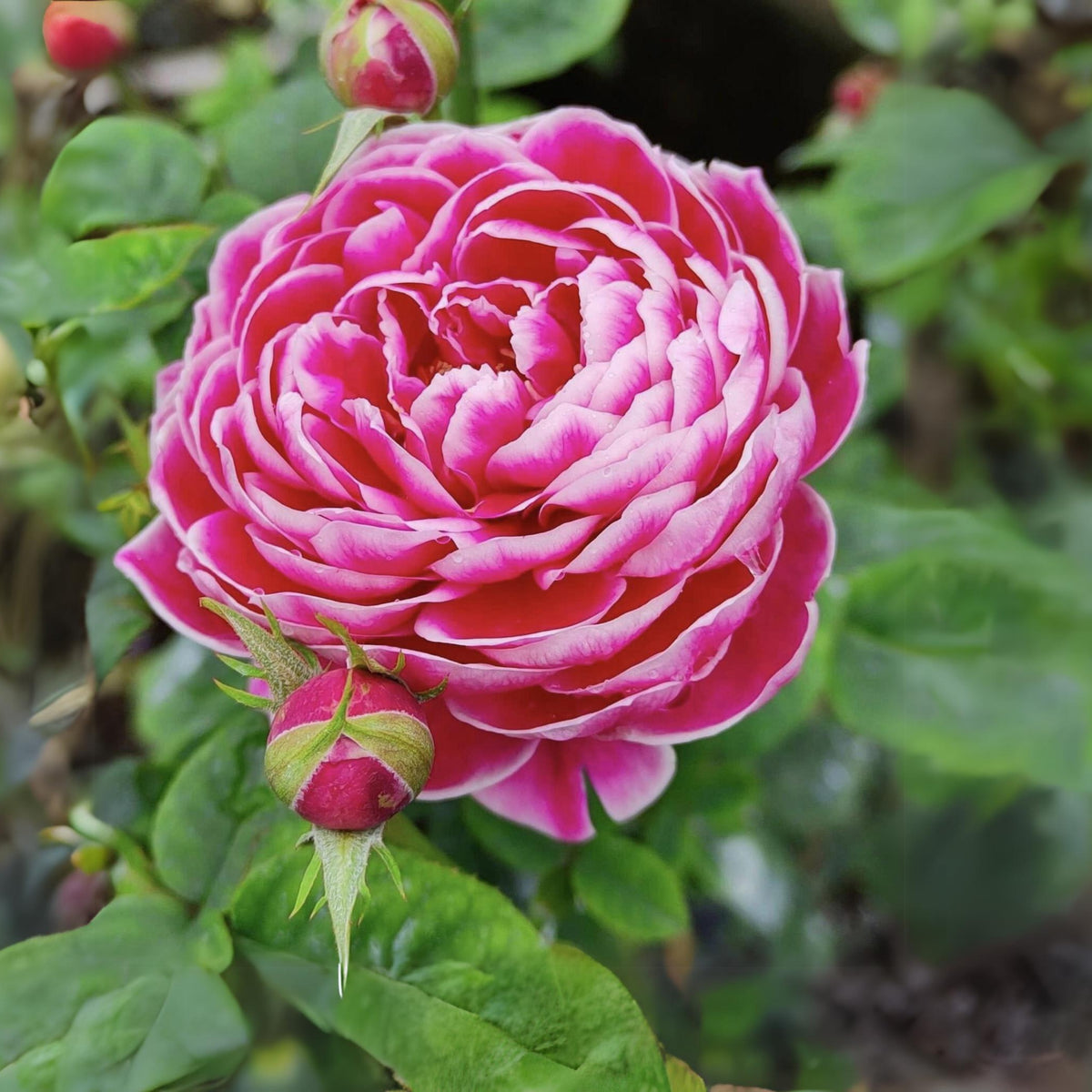 Marie Rose Seeds - Elegant Garden Rose, Long Blooming, 30+ seeds