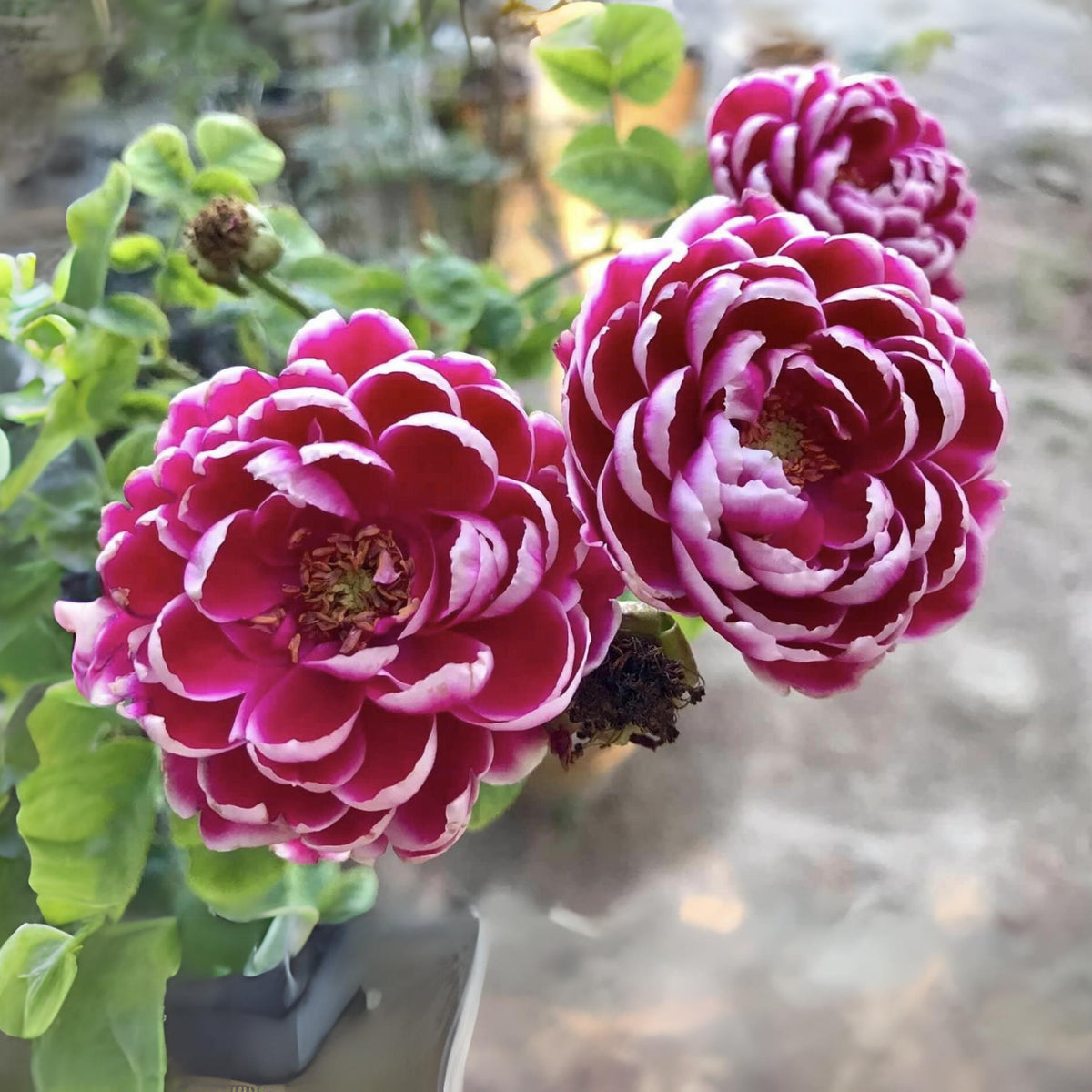 Marie Rose Seeds - Elegant Garden Rose, Long Blooming, 30+ seeds