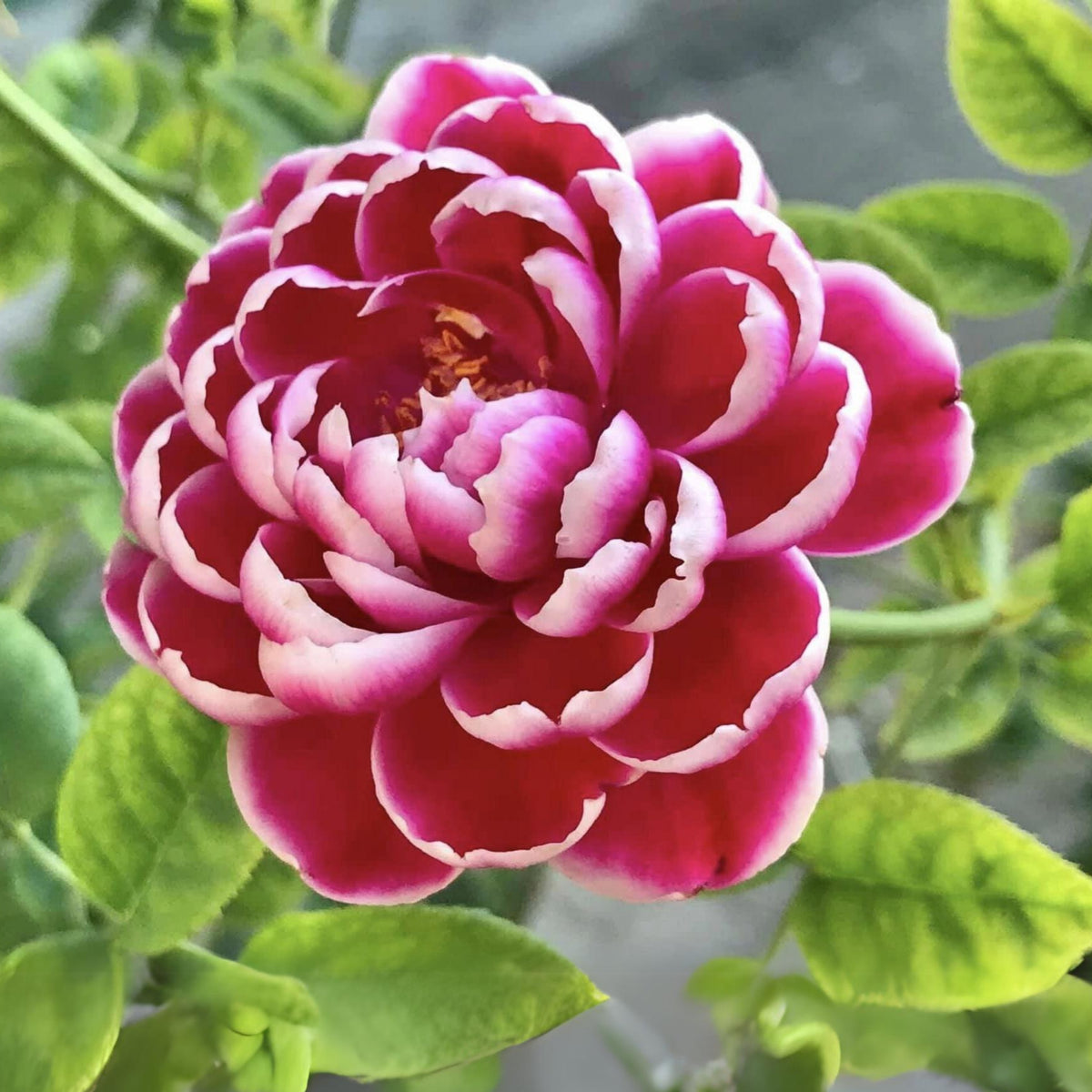 Marie Rose Seeds - Elegant Garden Rose, Long Blooming, 30+ seeds
