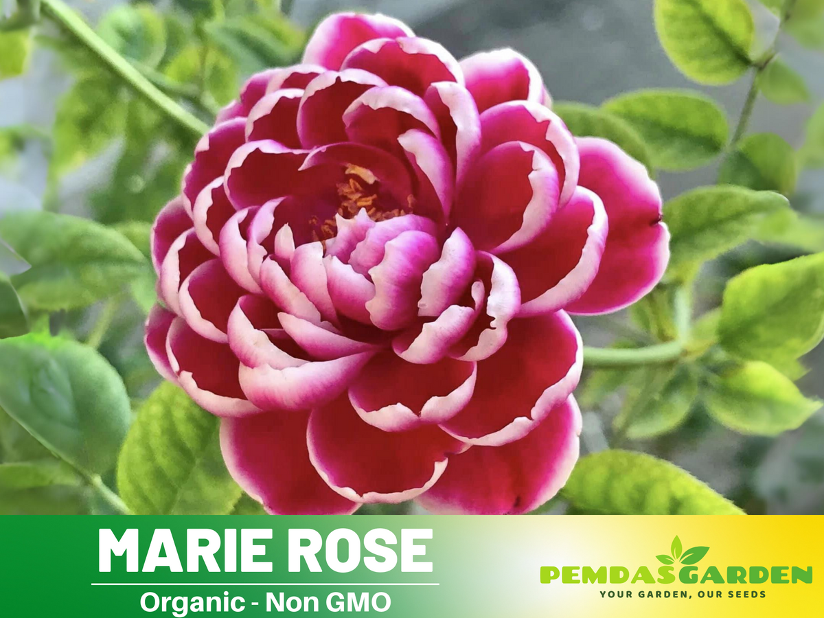 30+ Seeds| Marie Rose Seeds -  1163