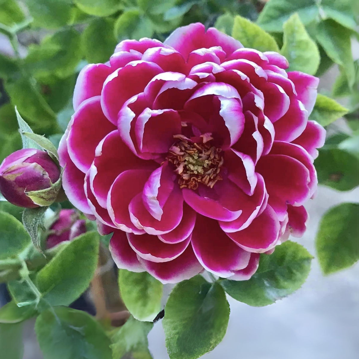 Marie Rose Seeds - Elegant Garden Rose, Long Blooming, 30+ seeds