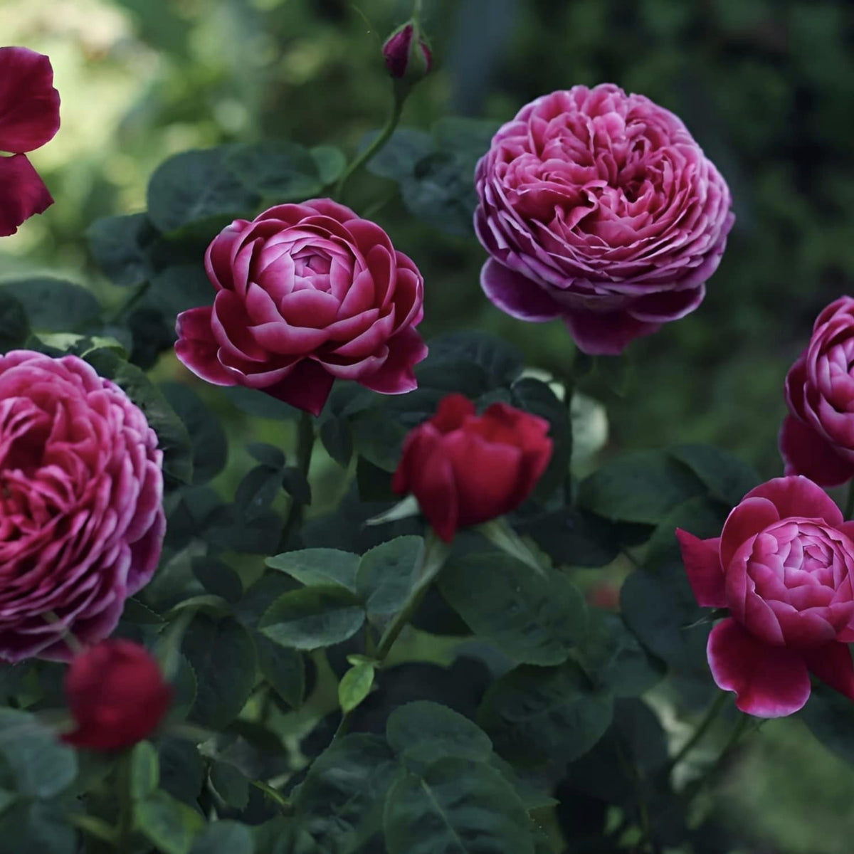 Marie Rose Seeds - Elegant Garden Rose, Long Blooming, 30+ seeds