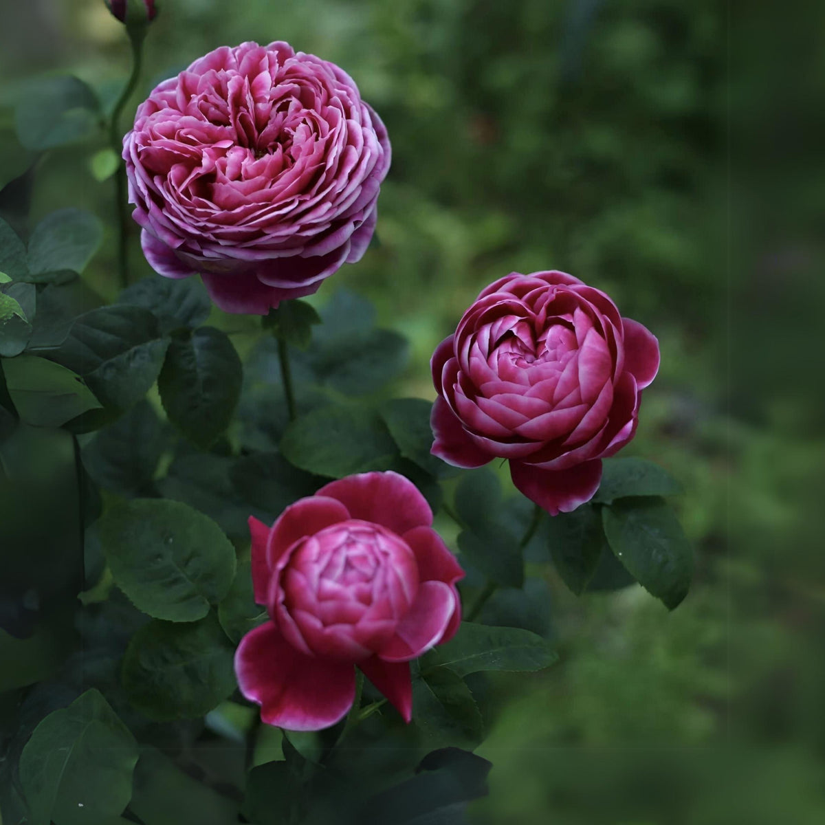 Marie Rose Seeds - Elegant Garden Rose, Long Blooming, 30+ seeds