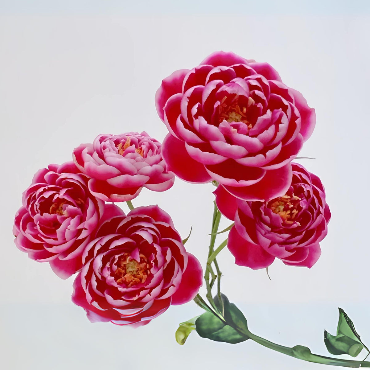 Marie Rose Seeds - Elegant Garden Rose, Long Blooming, 30+ seeds