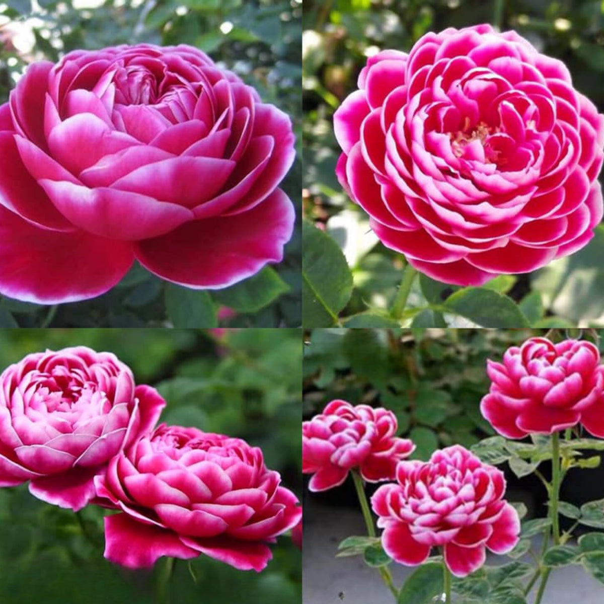 Marie Rose Seeds - Elegant Garden Rose, Long Blooming, 30+ seeds