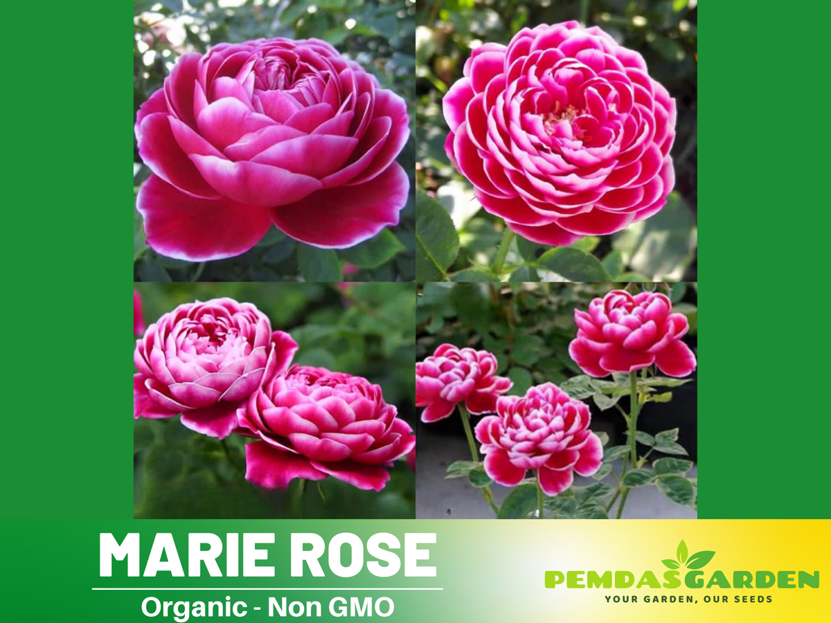 30+ Seeds| Marie Rose Seeds -  1163