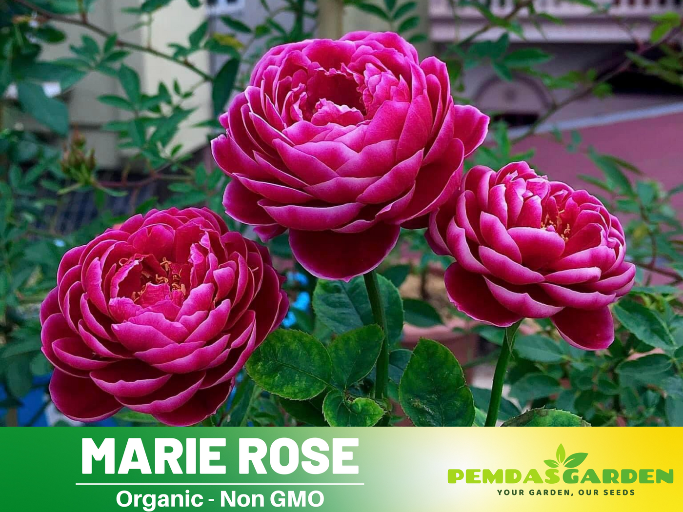 japanese rose seeds 30+ Seeds| Marie Rose Seeds