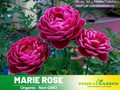 30+ Seeds| Marie Rose Seeds #1163