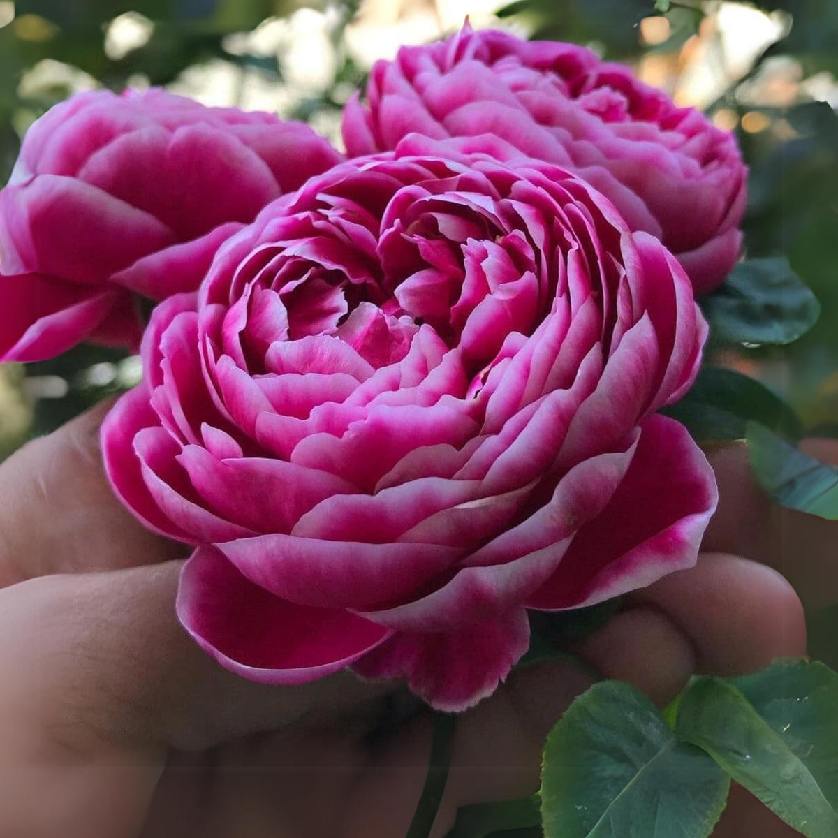 Marie Rose Seeds - Elegant Garden Rose, Long Blooming, 30+ seeds