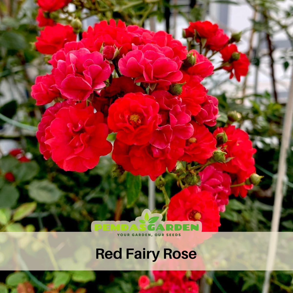 Red Fairy Rose Seeds - Miniature Garden Rose, 30+ seeds