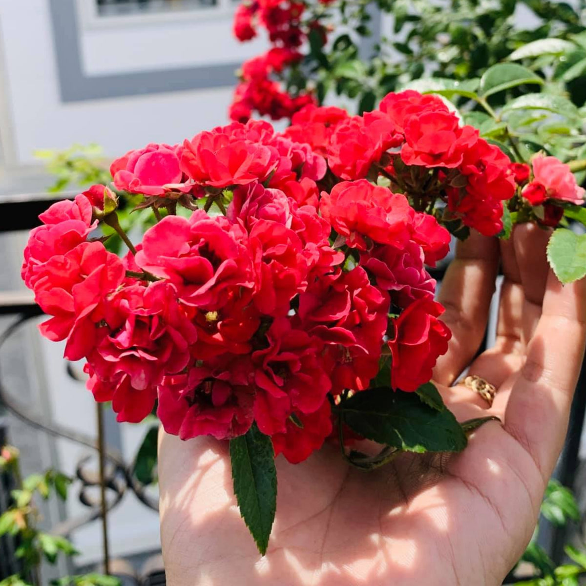 Red Fairy Rose Seeds - Miniature Garden Rose, 30+ seeds