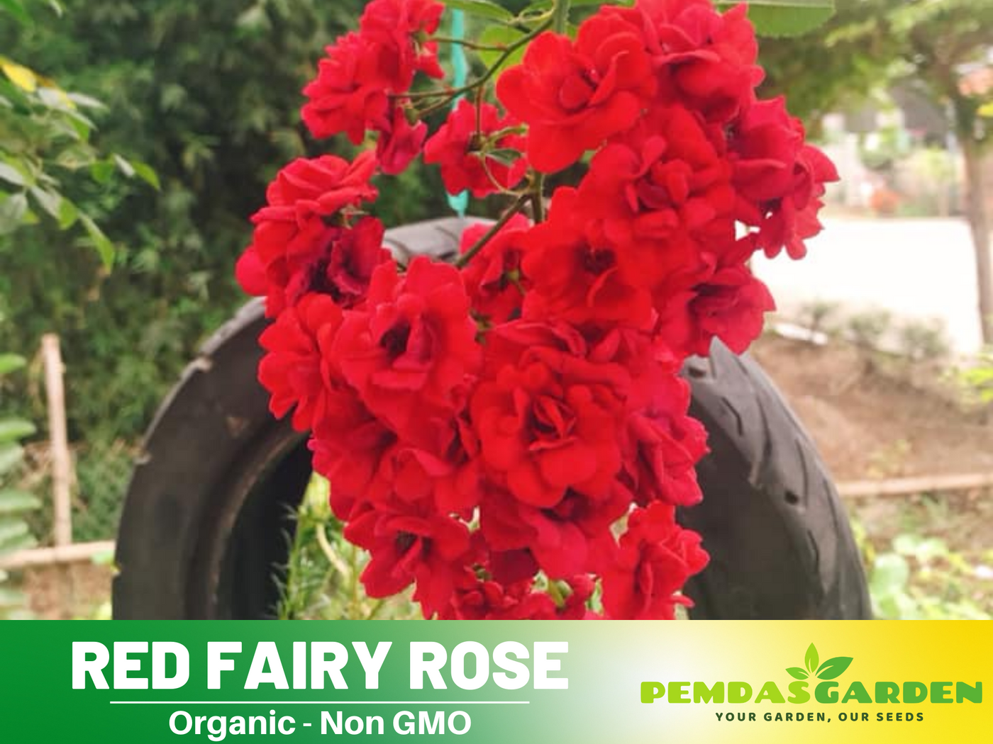 fairy rose seeds 30+ Seeds| Red Fairy Rose Seeds #1164 – PEMDASGARDEN