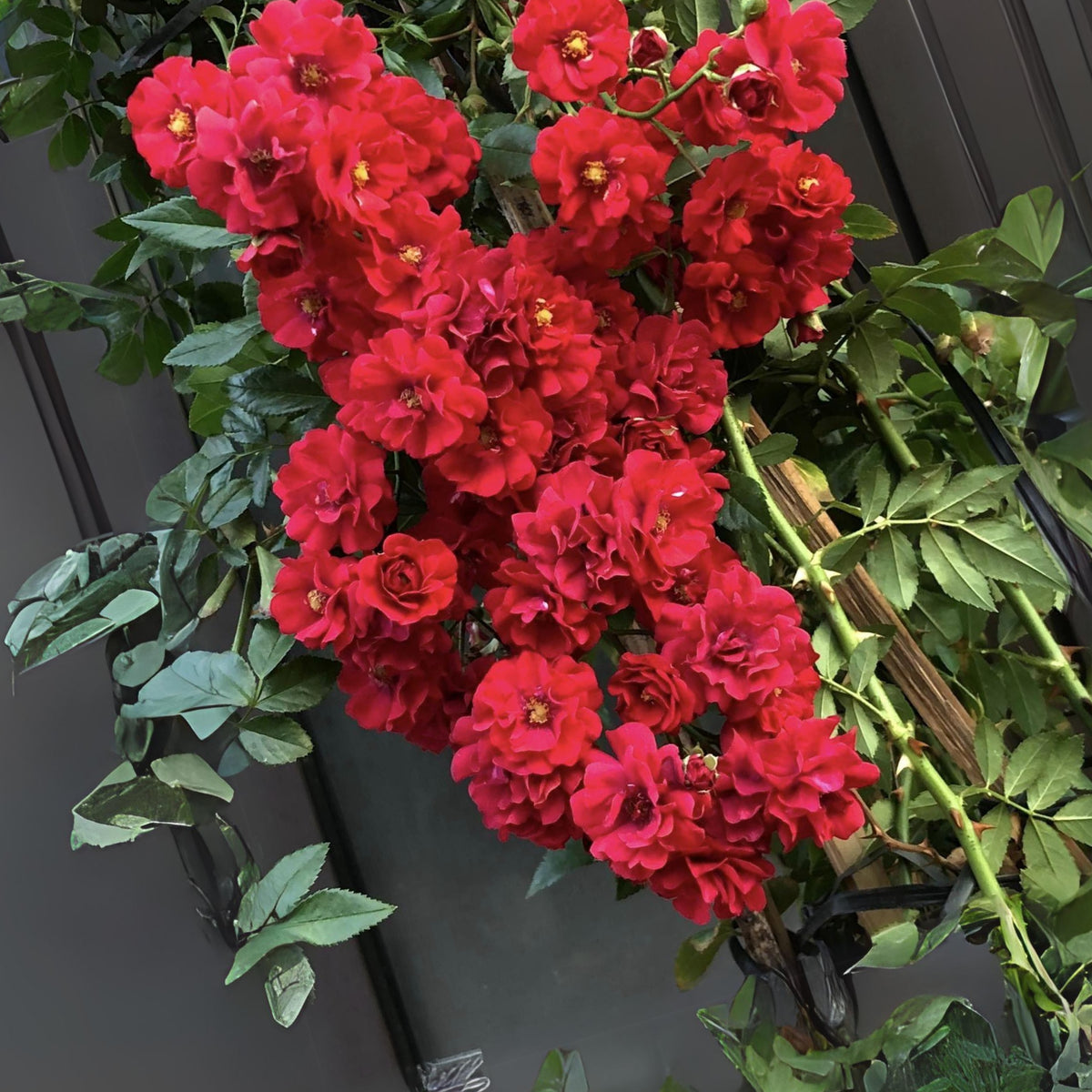 Red Fairy Rose Seeds - Miniature Garden Rose, 30+ seeds