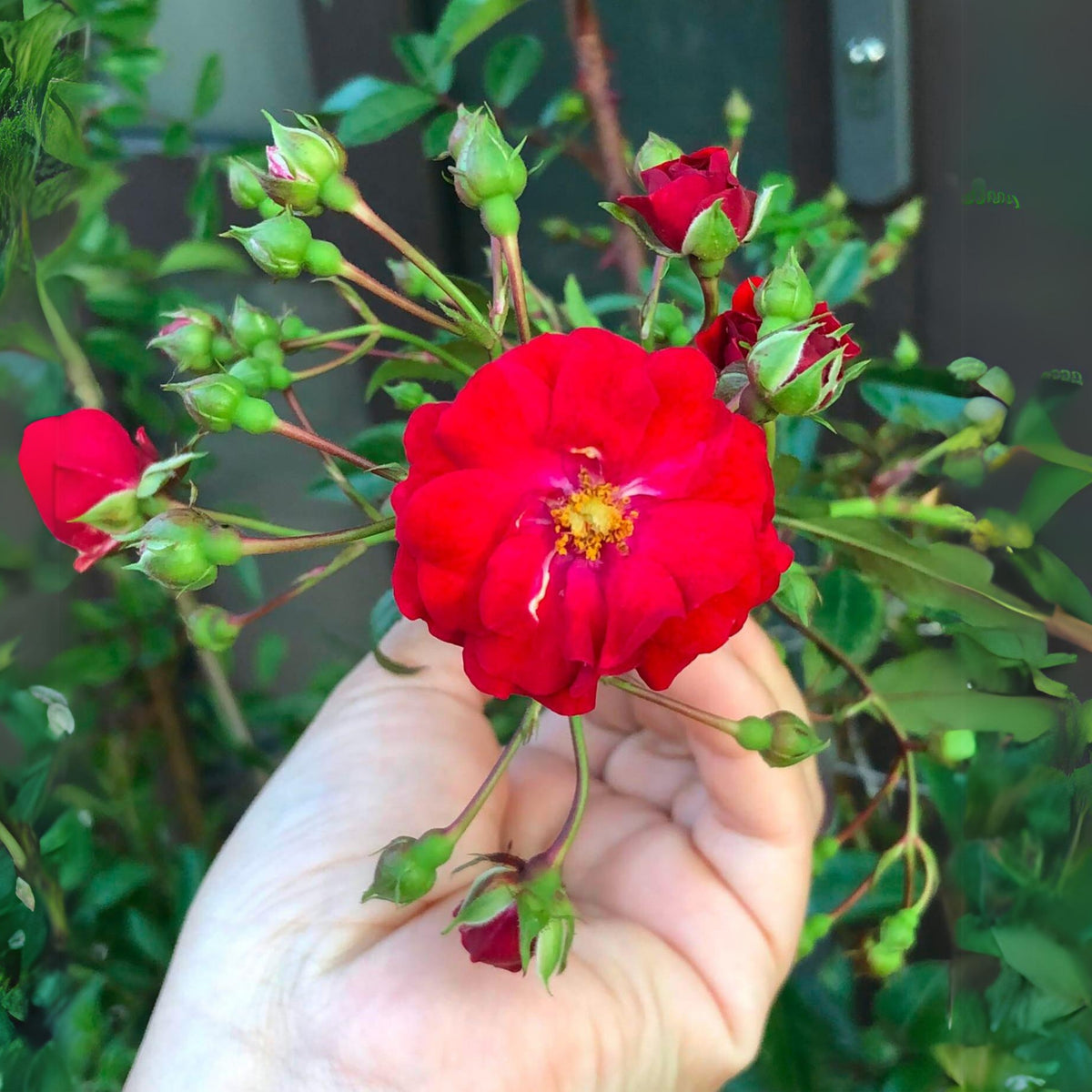 Red Fairy Rose Seeds - Miniature Garden Rose, 30+ seeds