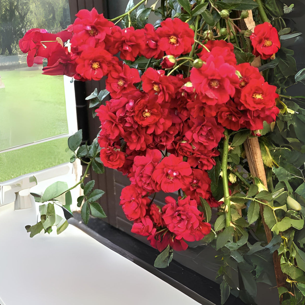 Red Fairy Rose Seeds - Miniature Garden Rose, 30+ seeds