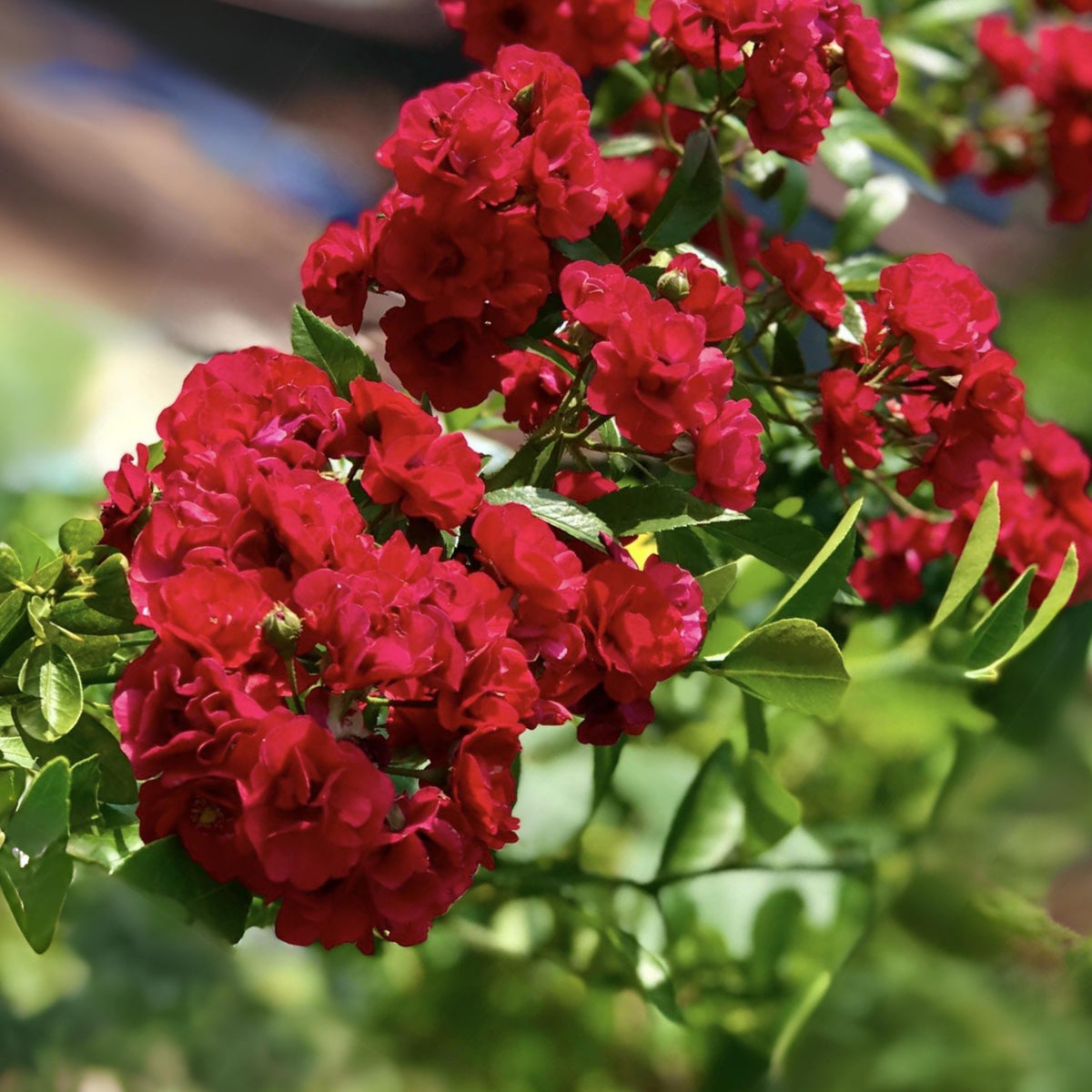 Red Fairy Rose Seeds - Miniature Garden Rose, 30+ seeds