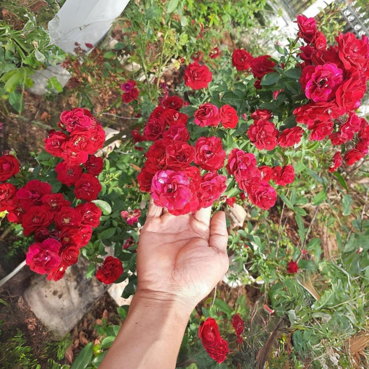Red Fairy Rose Seeds - Miniature Garden Rose, 30+ seeds
