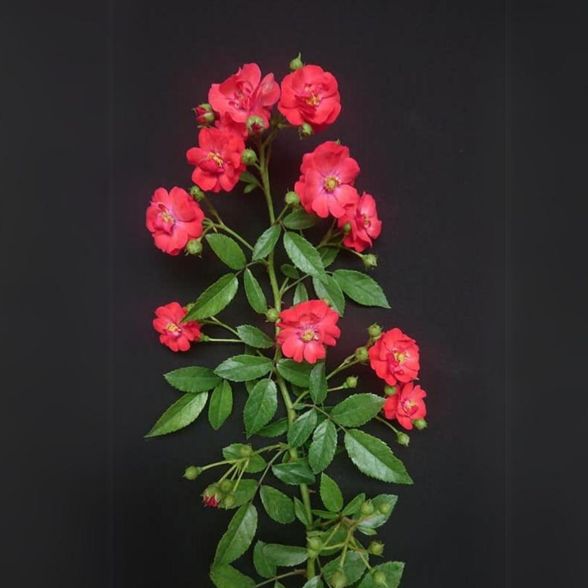 Red Fairy Rose Seeds - Miniature Garden Rose, 30+ seeds