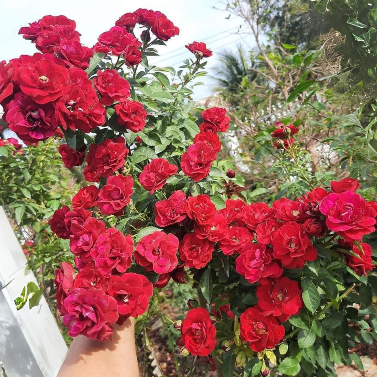Red Fairy Rose Seeds - Miniature Garden Rose, 30+ seeds
