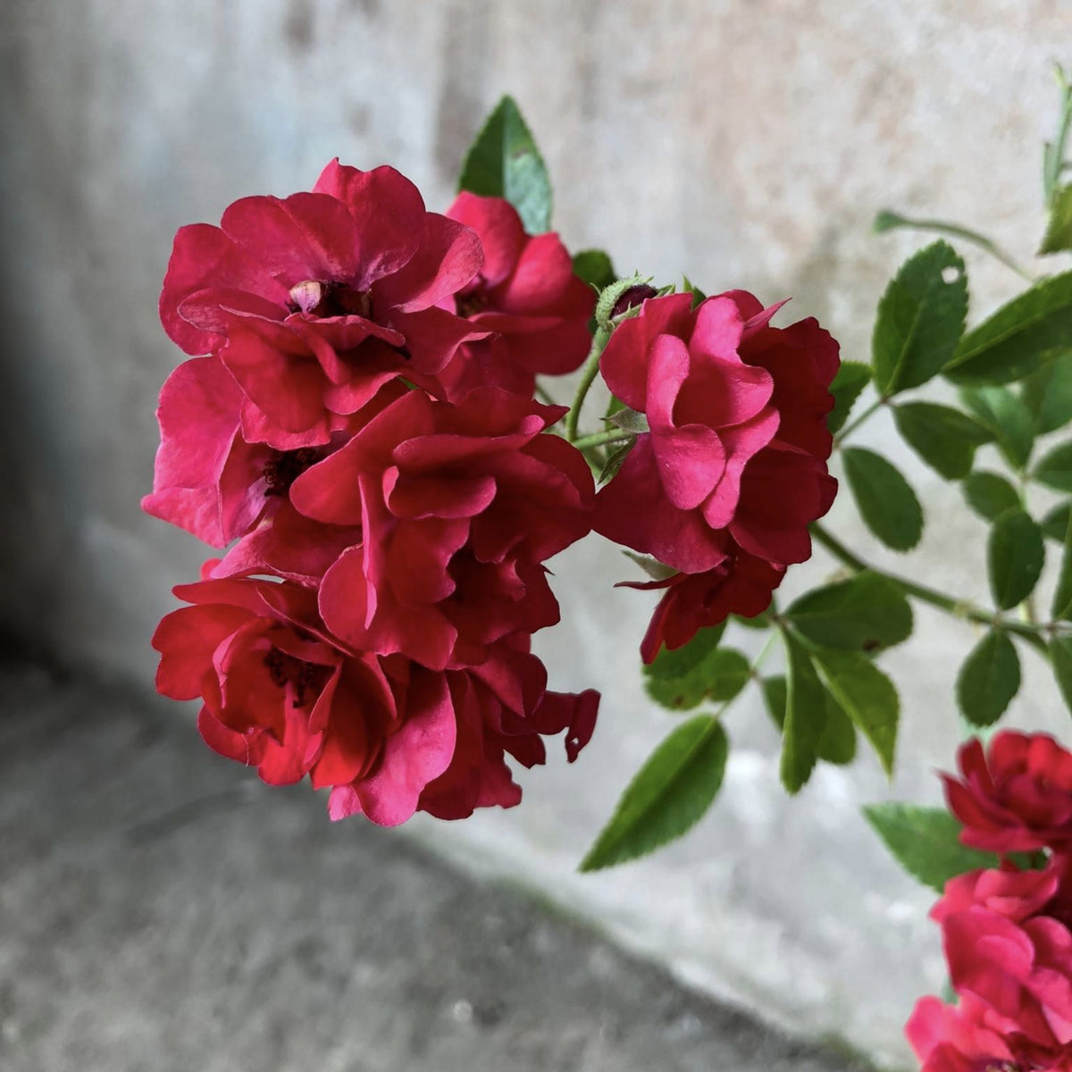Red Fairy Rose Seeds - Miniature Garden Rose, 30+ seeds
