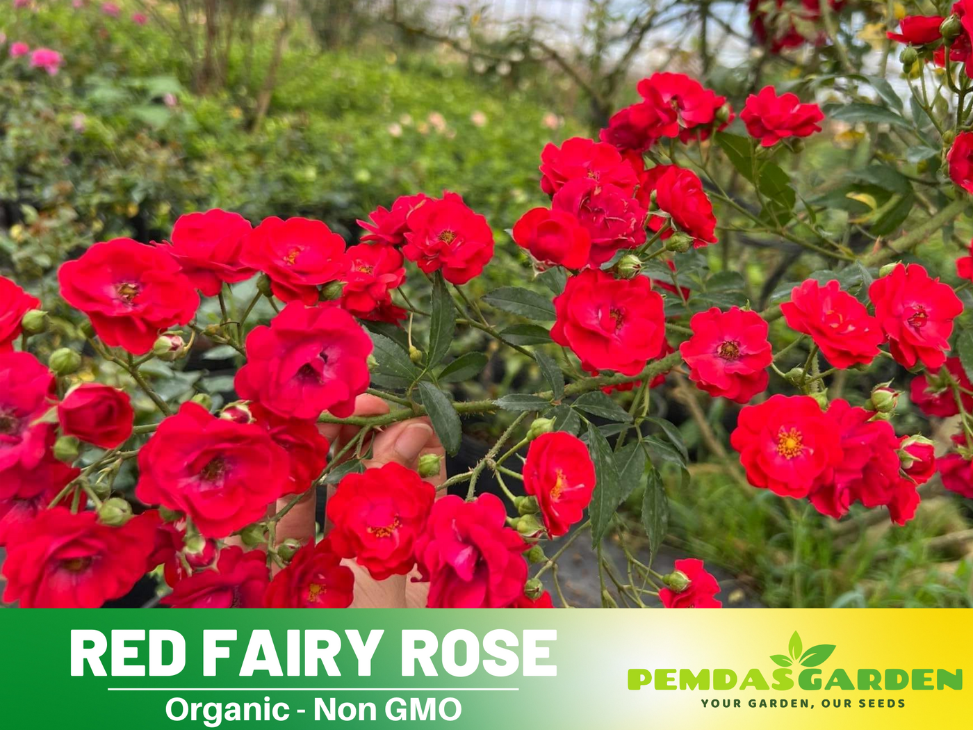 rose seeds lowes 30+ Seeds| Red Fairy Rose Seeds #1164