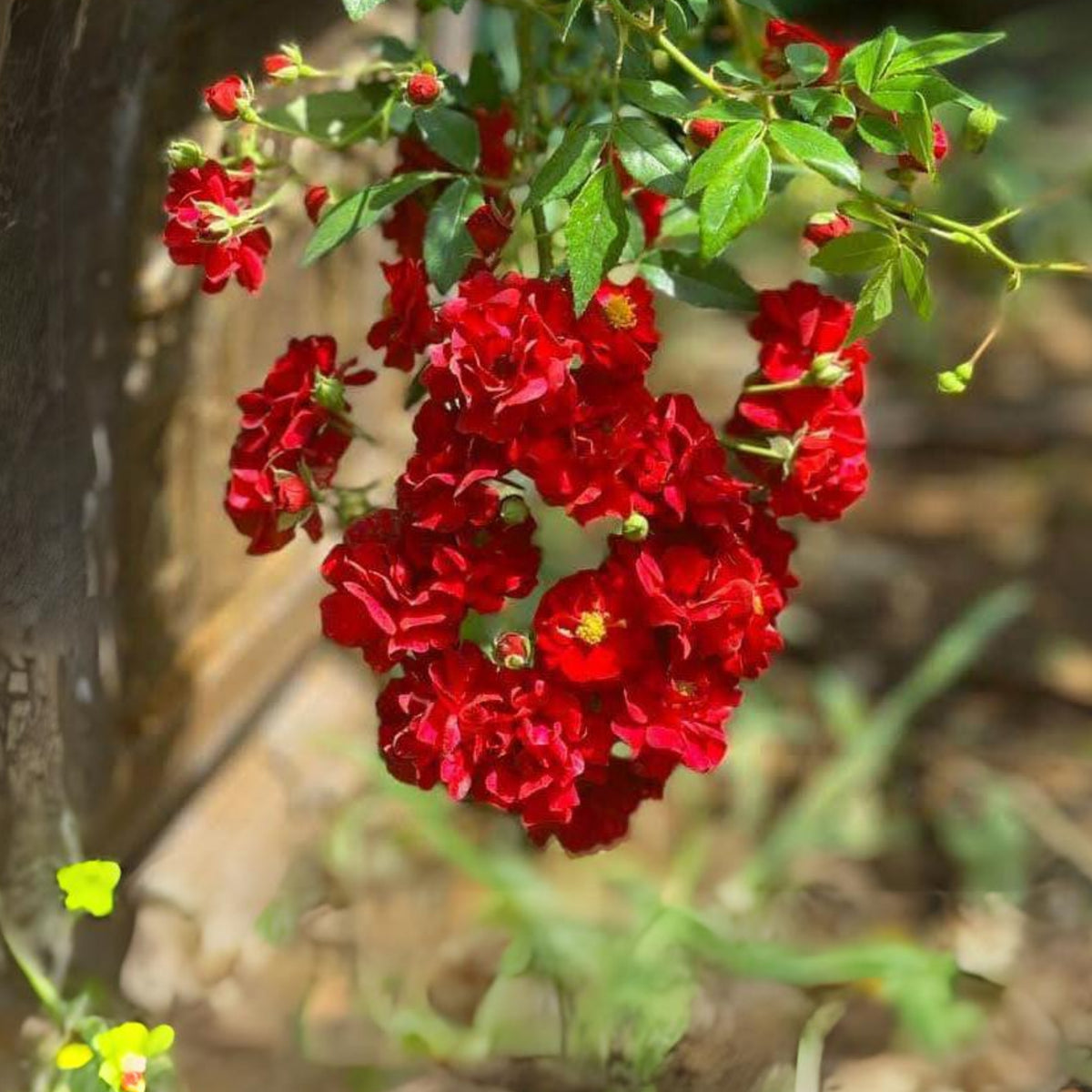 Red Fairy Rose Seeds - Miniature Garden Rose, 30+ seeds