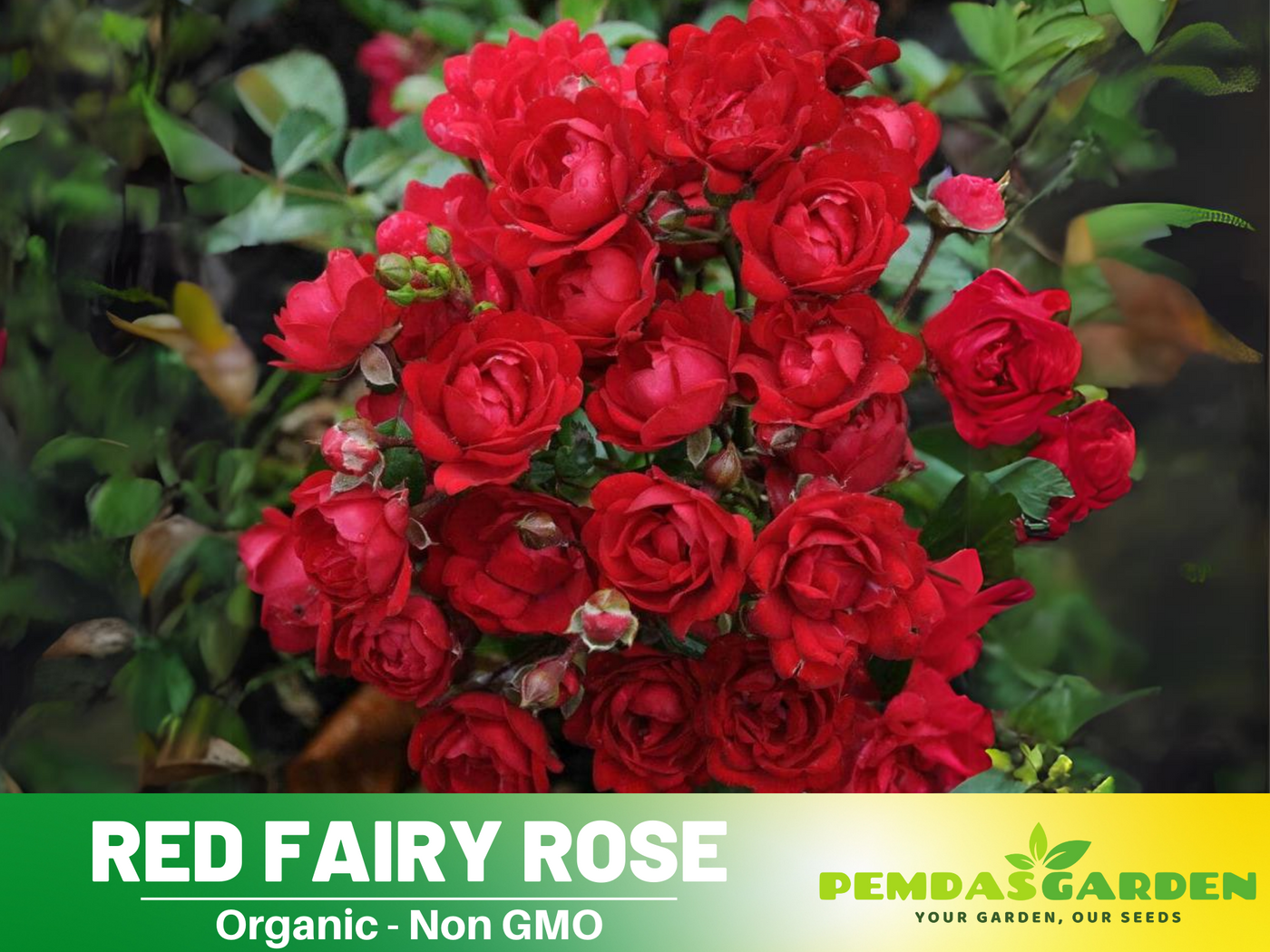 fairy rose seeds 30+ Seeds| Red Fairy Rose Seeds #1164 – PEMDASGARDEN