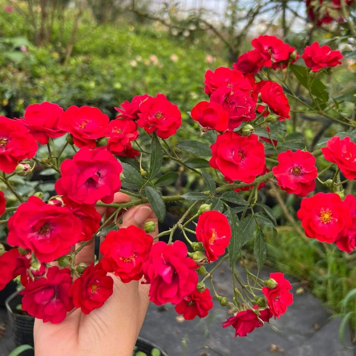 Red Fairy Rose Seeds - Miniature Garden Rose, 30+ seeds