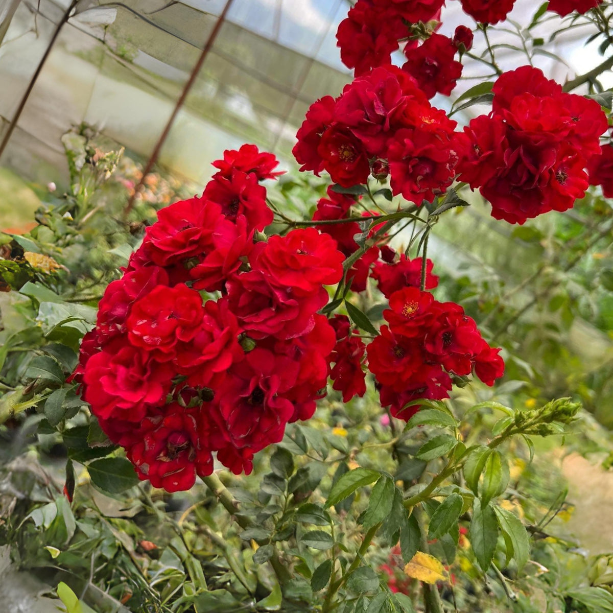 Red Fairy Rose Seeds - Miniature Garden Rose, 30+ seeds