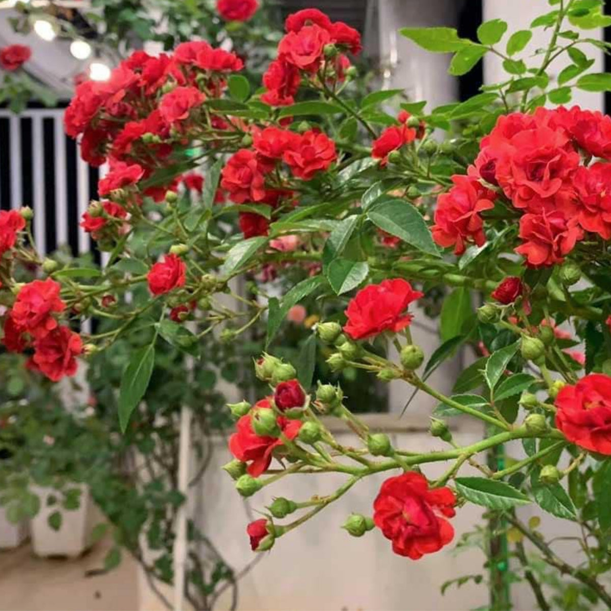 Red Fairy Rose Seeds - Miniature Garden Rose, 30+ seeds