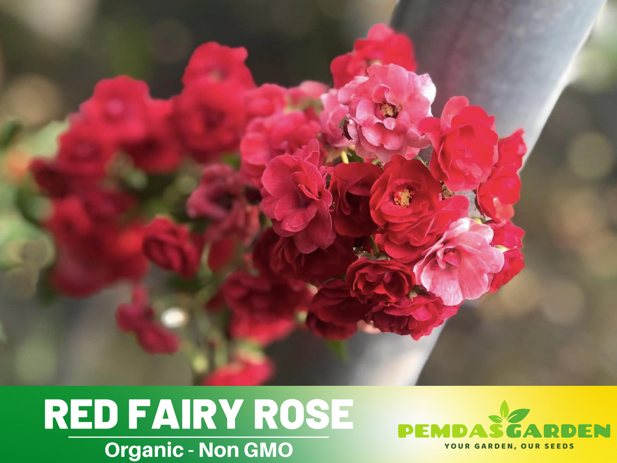 30+ Seeds| Red Fairy Rose Seeds #1164